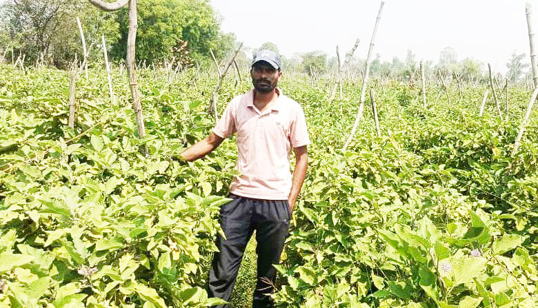 ग्राफ्टेड बैंगन की उन्नत खेती से अमृत बंजारे की आर्थिक स्थिति हुई सुदृढ़