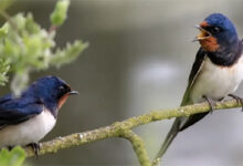 खैरागढ़ के ईको कैंप छिंदारी में बर्डवॉक बना आकर्षण का केंद्र