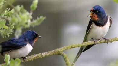 खैरागढ़ के ईको कैंप छिंदारी में बर्डवॉक बना आकर्षण का केंद्र