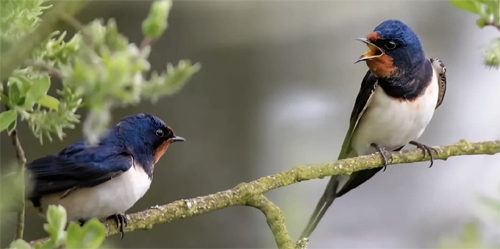 खैरागढ़ के ईको कैंप छिंदारी में बर्डवॉक बना आकर्षण का केंद्र