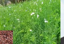 अलसी के बीज उत्पादन में गड़बड़ी की होगी जांच – मंत्री नेताम