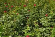 गुलाबों से महकती सफलता: सूरजपुर के किसान की प्रेरक कहानी