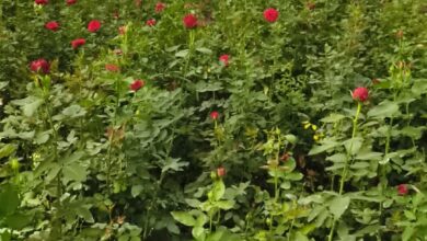 गुलाबों से महकती सफलता: सूरजपुर के किसान की प्रेरक कहानी