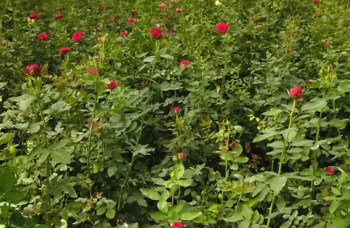 गुलाबों से महकती सफलता: सूरजपुर के किसान की प्रेरक कहानी