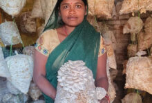 मजदूरी से मशरूम उत्पादन और अब स्वयं की दुकान से लखपति दीदी बनीं बृहस्पति धुर्वे