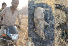 अवैध शिकार के खिलाफ वन विभाग की बड़ी कार्रवाई, सात आरोपी गिरफ्तार