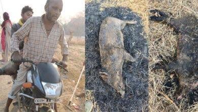 अवैध शिकार के खिलाफ वन विभाग की बड़ी कार्रवाई, सात आरोपी गिरफ्तार अवैध शिकार के खिलाफ वन विभाग की बड़ी कार्रवाई, सात आरोपी गिरफ्तार