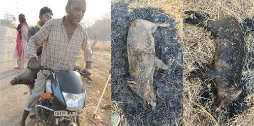 अवैध शिकार के खिलाफ वन विभाग की बड़ी कार्रवाई, सात आरोपी गिरफ्तार अवैध शिकार के खिलाफ वन विभाग की बड़ी कार्रवाई, सात आरोपी गिरफ्तार