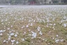 ओलावृष्टि व असामयिक वर्षा से फसल क्षति: 72 घंटे में सूचना देकर लें बीमा लाभ