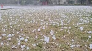 ओलावृष्टि व असामयिक वर्षा से फसल क्षति: 72 घंटे में सूचना देकर लें बीमा लाभ