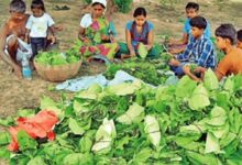 बस्तर में तेंदूपत्ता संग्रहण अप्रैल से होगा शुरू, 2 लाख 70 हजार 600 मानक बोरा संग्रहण का लक्ष्य