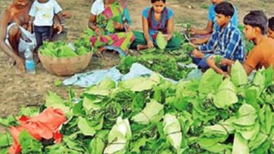 बस्तर में तेंदूपत्ता संग्रहण अप्रैल से होगा शुरू, 2 लाख 70 हजार 600 मानक बोरा संग्रहण का लक्ष्य