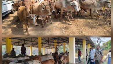 9 मवेशी तस्करों से तेलंगाना ले जा रहे 171 नग अवैध गौवंश बरामद