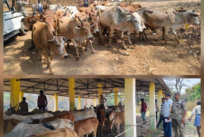 9 मवेशी तस्करों से तेलंगाना ले जा रहे 171 नग अवैध गौवंश बरामद