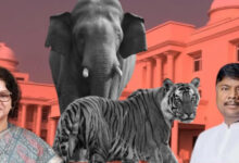 विस में मंत्री ने बताए चौंकाने वाले आंकड़े, छत्तीसगढ़ में तीन साल में 9 बाघ और 38 हाथियों की हुई मौत