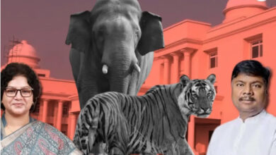 विस में मंत्री ने बताए चौंकाने वाले आंकड़े, छत्तीसगढ़ में तीन साल में 9 बाघ और 38 हाथियों की हुई मौत