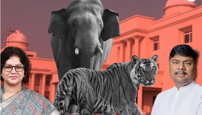 विस में मंत्री ने बताए चौंकाने वाले आंकड़े, छत्तीसगढ़ में तीन साल में 9 बाघ और 38 हाथियों की हुई मौत