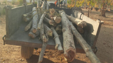 वन तस्करों पर वन विकास निगम की बड़ी कार्रवाई, अवैध लकड़ी से भरा ट्रैक्टर जप्त