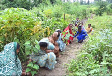 घरों की बाड़ी बनी महिलाओं की तरक्की की राह, बाड़ी में रोपित औषधि पौधे बने अतिरिक्त आय का साधन