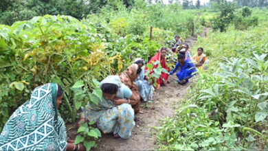 घरों की बाड़ी बनी महिलाओं की तरक्की की राह, बाड़ी में रोपित औषधि पौधे बने अतिरिक्त आय का साधन