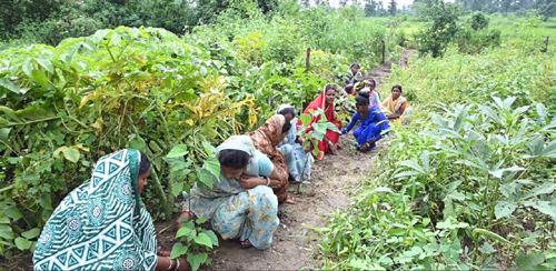 घरों की बाड़ी बनी महिलाओं की तरक्की की राह, बाड़ी में रोपित औषधि पौधे बने अतिरिक्त आय का साधन