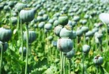 अफीम की खेती पर सख्त हुए मुख्यमंत्री साय, संलिप्त लोगों के विरुद्ध की गई कड़ी कार्रवाई