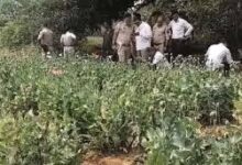 सब्जी-भाजी के खेती के बीच हो रही थी अफीम की खेती, मुख्य आरोपी को गिरफ्तार, की जा रही है कड़ी पूछताछ