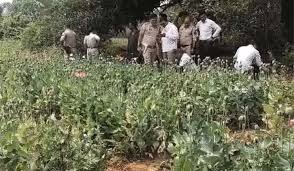 सब्जी-भाजी के खेती के बीच हो रही थी अफीम की खेती, मुख्य आरोपी को गिरफ्तार, की जा रही है कड़ी पूछताछ सब्जी-भाजी के खेती के बीच हो रही थी अफीम की खेती, मुख्य आरोपी को गिरफ्तार, की जा रही है कड़ी पूछताछ