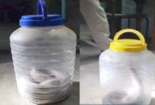 लोरमी में दो नाग सांपों का मकान में प्रवेश, वन विभाग ने किया सुरक्षित रेस्क्यू