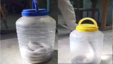 लोरमी में दो नाग सांपों का मकान में प्रवेश, वन विभाग ने किया सुरक्षित रेस्क्यू