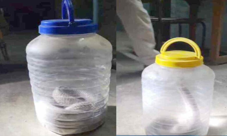 लोरमी में दो नाग सांपों का मकान में प्रवेश, वन विभाग ने किया सुरक्षित रेस्क्यू