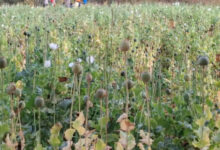 अफीम की खेती का एक और मामला उजागर,पुलिस की तगड़ी कार्रवाई