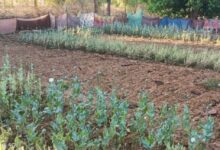 छत्तीसगढ़ में अफीम की अवैध खेती का सिलसिला जारी लैलूंगा में नया खुलासा