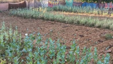 छत्तीसगढ़ में अफीम की अवैध खेती का सिलसिला जारी लैलूंगा में नया खुलासा छत्तीसगढ़ में अफीम की अवैध खेती का सिलसिला जारी लैलूंगा में नया खुलासा