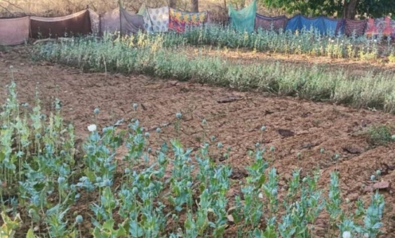 छत्तीसगढ़ में अफीम की अवैध खेती का सिलसिला जारी लैलूंगा में नया खुलासा छत्तीसगढ़ में अफीम की अवैध खेती का सिलसिला जारी लैलूंगा में नया खुलासा