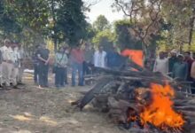 पेंच टाइगर रिज़र्व की ‘लंगड़ी बाघिन’ टी-20 का निधन, 17 साल की उम्र में ली अंतिम सांस