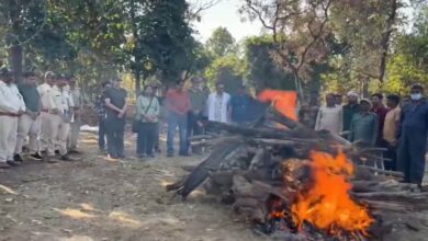 पेंच टाइगर रिज़र्व की ‘लंगड़ी बाघिन’ टी-20 का निधन, 17 साल की उम्र में ली अंतिम सांस