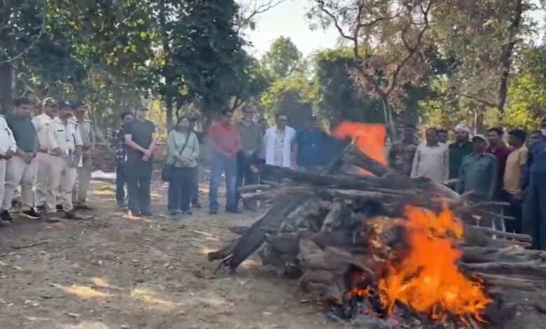 पेंच टाइगर रिज़र्व की ‘लंगड़ी बाघिन’ टी-20 का निधन, 17 साल की उम्र में ली अंतिम सांस