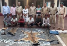 3 साल के बाघ की निर्मम हत्या, खाल बेचने की साजिश में 9 गिरफ्तार