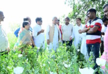 अफीम की खेती को लेकर भूपेश बघेल ने भाजपा किसान मोर्चा पर साधा निशाना