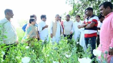 अफीम की खेती को लेकर भूपेश बघेल ने भाजपा किसान मोर्चा पर साधा निशाना