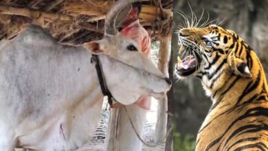 बागडोंगरी में बाघ ने मवेशियों और इंसानों पर किया हमला