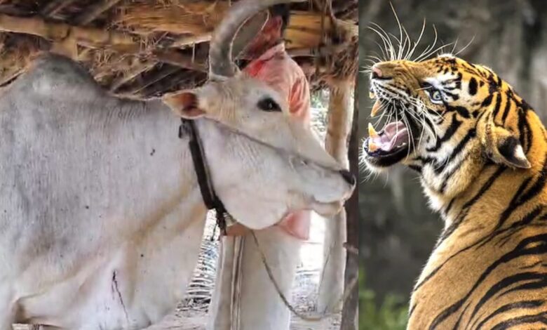 बागडोंगरी में बाघ ने मवेशियों और इंसानों पर किया हमला