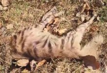 वन्यजीवों की मौत पर विवाद: सूरजपुर में लकड़बग्घा इलाज न मिलने से तड़प-तड़प कर मरा