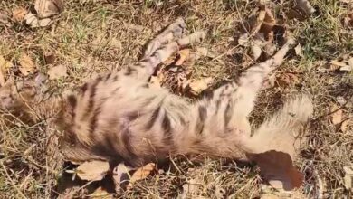 वन्यजीवों की मौत पर विवाद: सूरजपुर में लकड़बग्घा इलाज न मिलने से तड़प-तड़प कर मरा वन्यजीवों की मौत पर विवाद: सूरजपुर में लकड़बग्घा इलाज न मिलने से तड़प-तड़प कर मरा