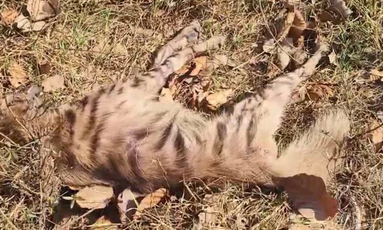 वन्यजीवों की मौत पर विवाद: सूरजपुर में लकड़बग्घा इलाज न मिलने से तड़प-तड़प कर मरा