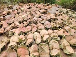 तेन्दूपत्ता संग्राहक हितग्राहियों की सुरक्षा संघ की सर्वाेच्च प्राथमिकता