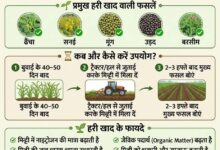 हरी खाद का उपयोग मिट्टी के लिए जीवनदायिनी संजीवनी से कम नहीं