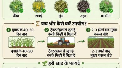 हरी खाद का उपयोग मिट्टी के लिए जीवनदायिनी संजीवनी से कम नहीं
