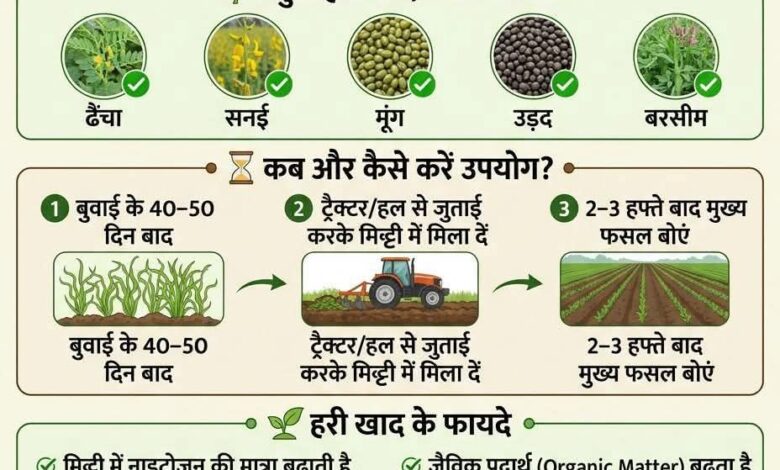 हरी खाद का उपयोग मिट्टी के लिए जीवनदायिनी संजीवनी से कम नहीं